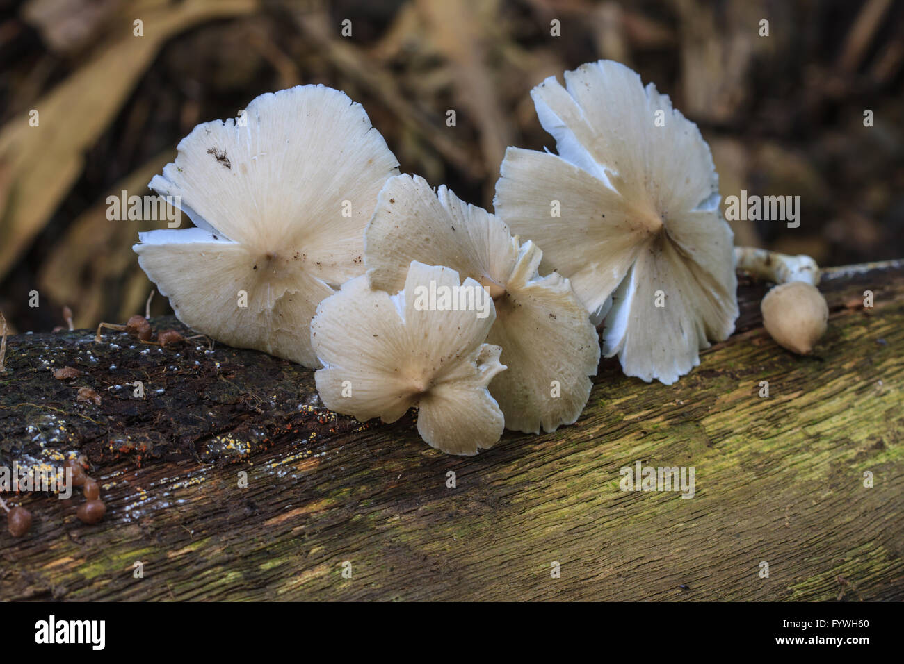 Termite fresca a forma di fungo presente sul legname nella foresta tropicale Foto Stock