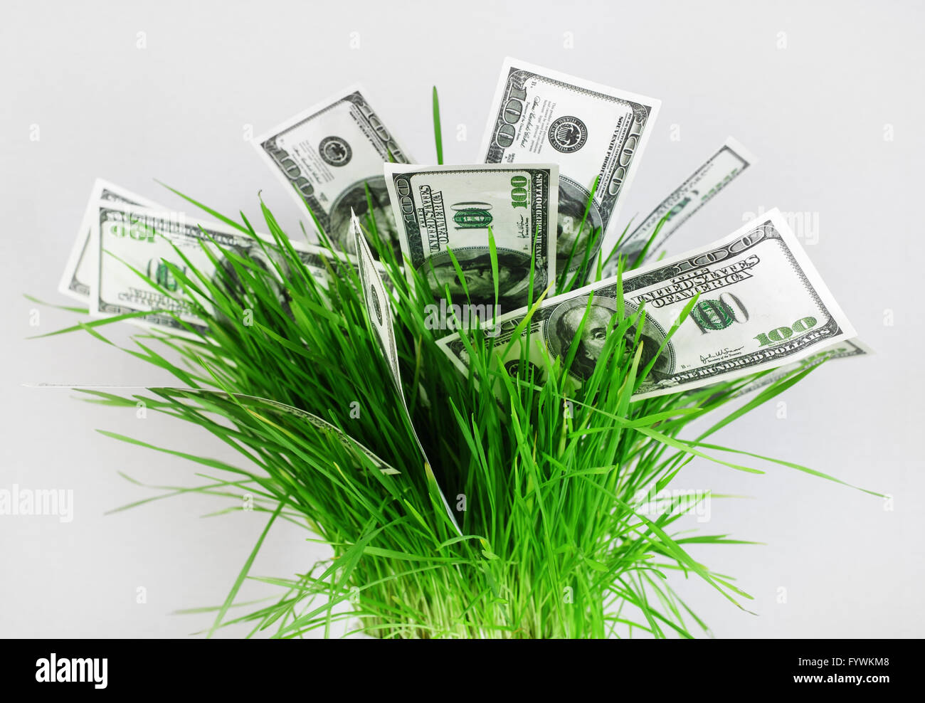 Soldi in erba. Molte banconote da cento dollari in una pentola con erba verde su sfondo grigio. Denaro falso. Il concetto di business. Foto Stock