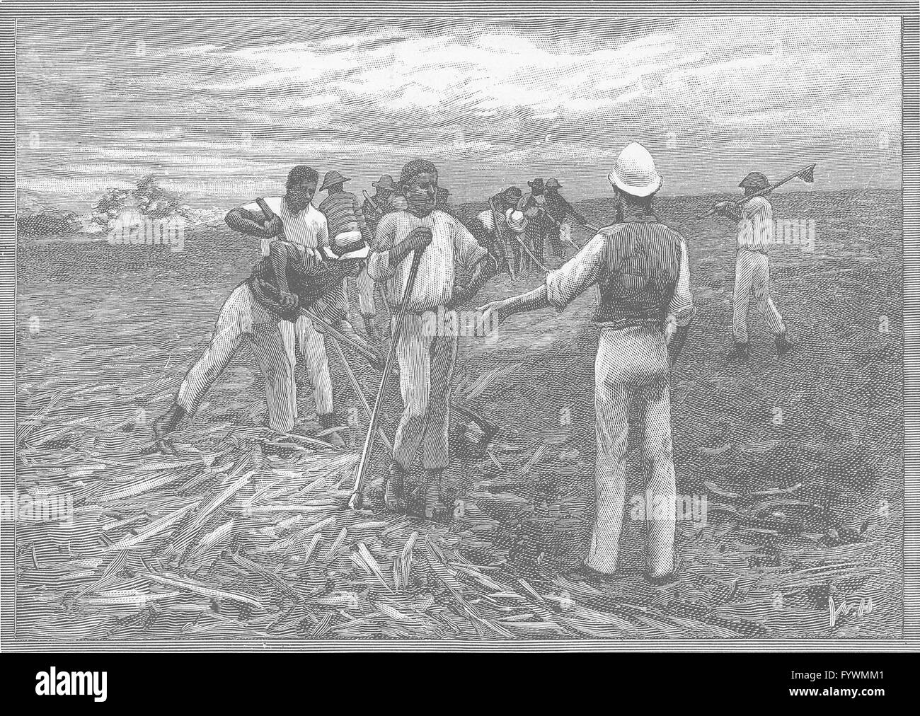 QUEENSLAND: industria dello zucchero: Compensazione terreno, antica stampa 1890 Foto Stock