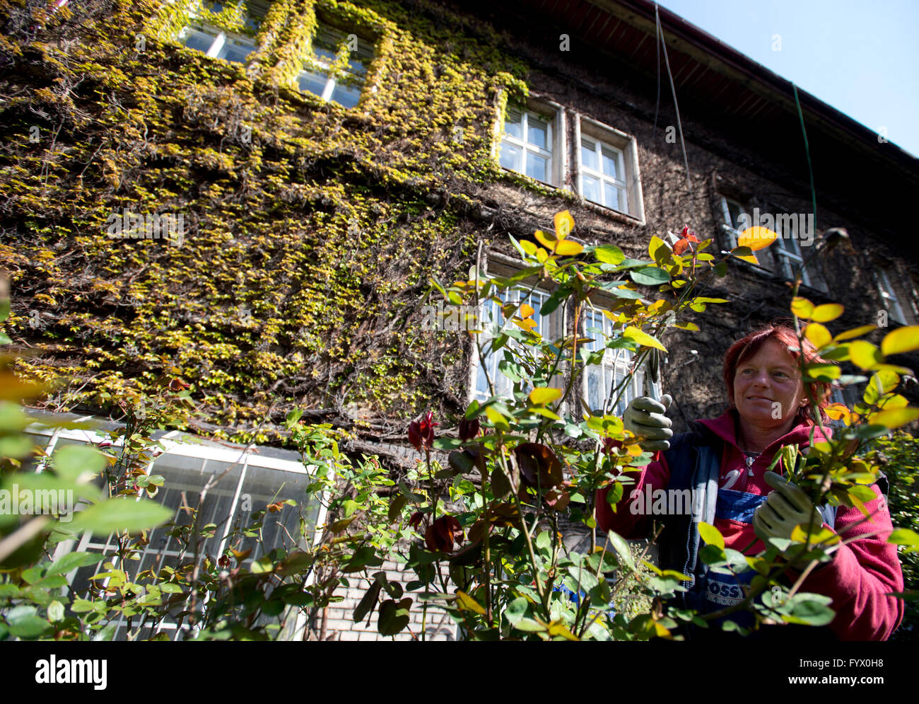 Praga, Repubblica Ceca. 28 apr, 2016. La villa duplex di fratelli Karel e Josef Capek è situato su un terreno con un giardino e una serra. Karel Capek (1890-1938) era un giornalista e scrittore di romanzi, libri di viaggio, storie e saggi. Egli è il più noto per i suoi giochi, come la riproduzione di insetti, R.U.R. e la malattia di bianco e il romanzo la guerra con i tritoni. Suo fratello Josef Capek (1887-1945) era un pittore, scrittore e poeta. Villa è raffigurato a Praga, Repubblica ceca, 28 aprile 2016. © Michal Kamaryt/CTK foto/Alamy Live News Foto Stock