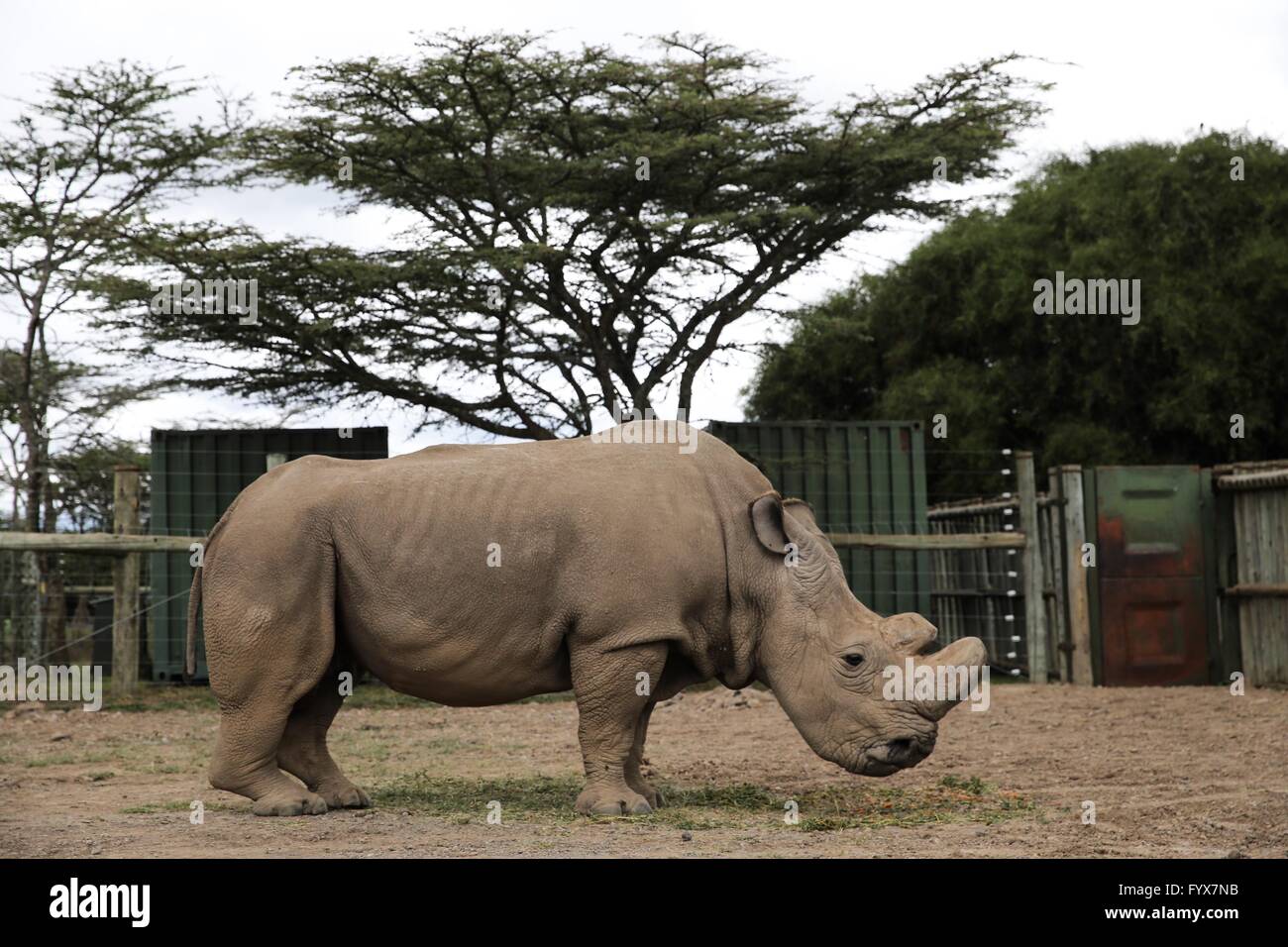 Nanyuki, Kenya's Ol Pejeta Wildlife Conservancy. 28 apr, 2016. Il Sudan, l'ultimo maschio della restante noto settentrionale di rinoceronti bianchi nel mondo, è visto nel Kenya centrale di Ol Pejeta Wildlife Conservancy, il 28 aprile 2016. Il Sudan è l'ultima voce maschile nord del rinoceronte bianco in tutto il mondo e che vivono in Kenya il Ol Pejeta conservancy. Una squadra di rangers armati a turno a guardia del mammifero di giorno e di notte.?All'età di 43,?Sudan?è troppo vecchio per accoppiarsi come mammifero di solito ha una speranza di vita di 40 anni nel selvaggio, e forse un po' più a lungo in cattività. Credito: Pan Siwei/Xinhua/Alamy Live News Foto Stock