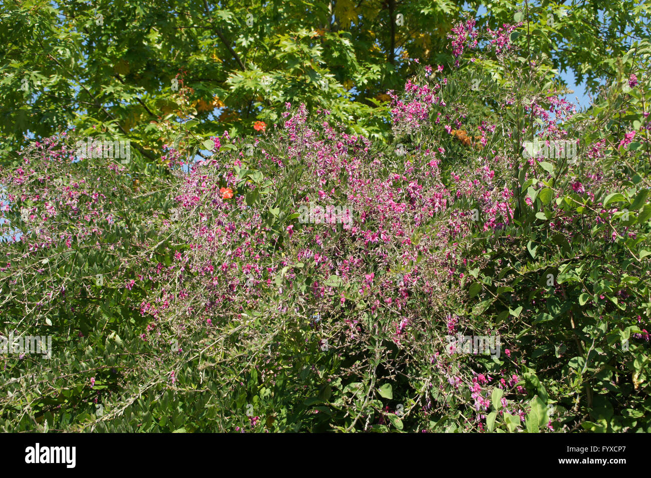 La Lespedeza thunbergii, Bushclover Foto Stock