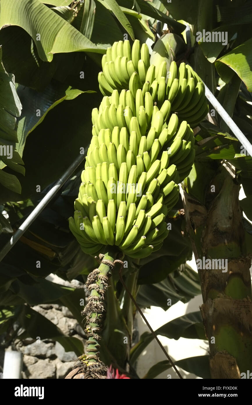 Piante di banana, La Palma Foto Stock