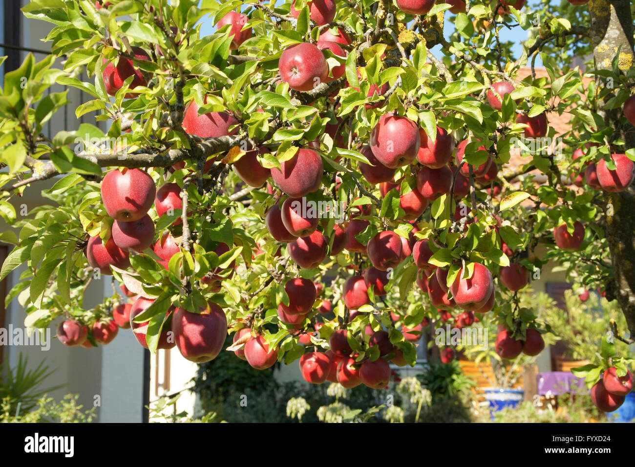 Malus domestica Gloster, melo Foto Stock