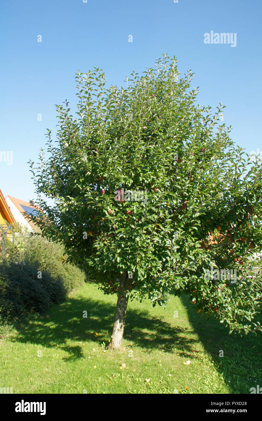 Malus domestica Gloster, melo Foto Stock
