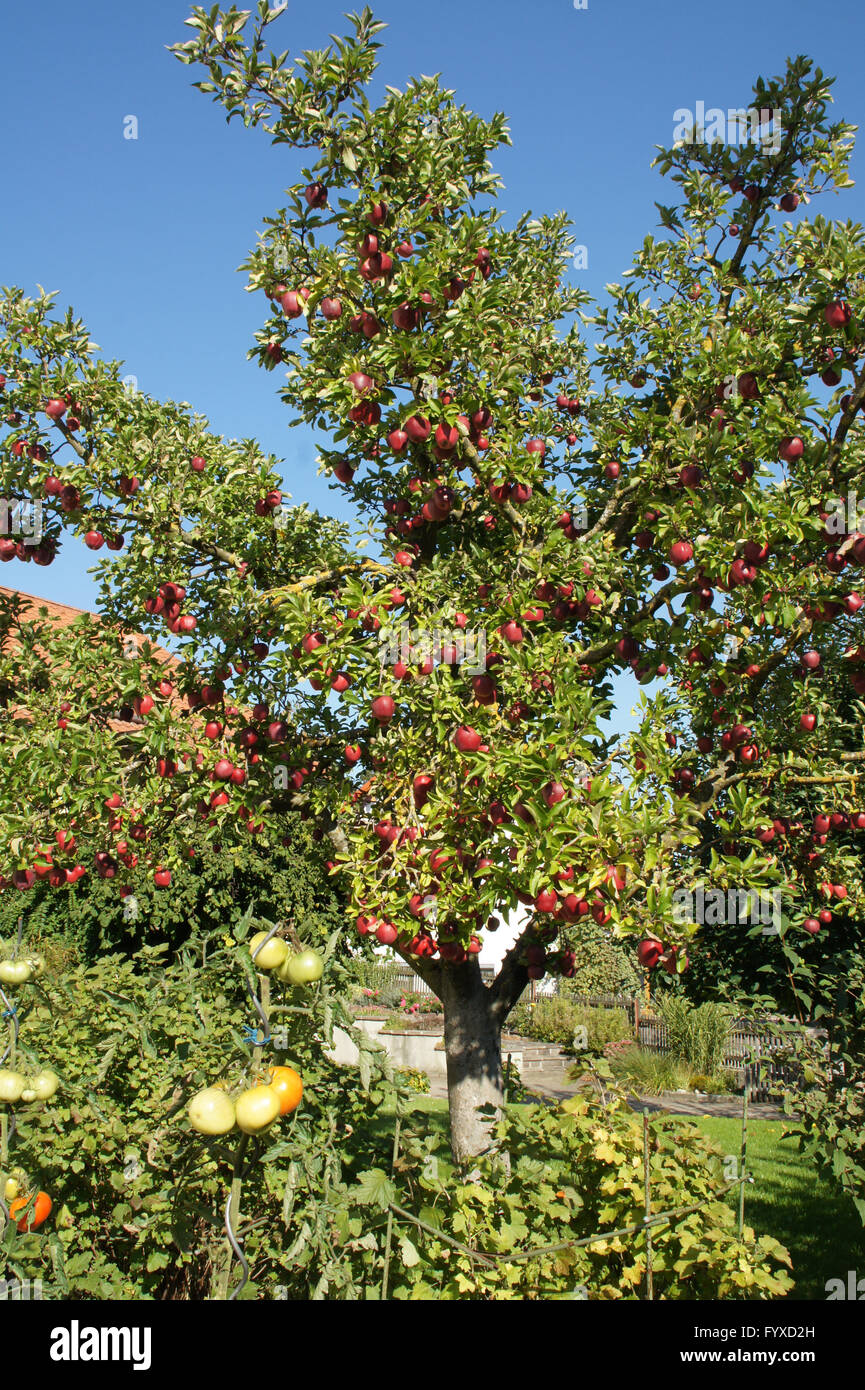 Malus domestica Gloster, melo Foto Stock