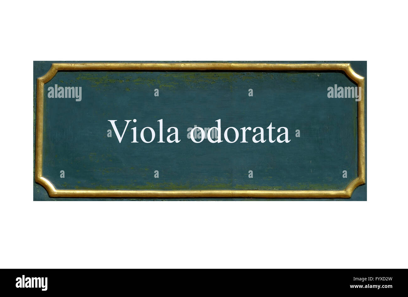 Schermo viola odorata Foto Stock