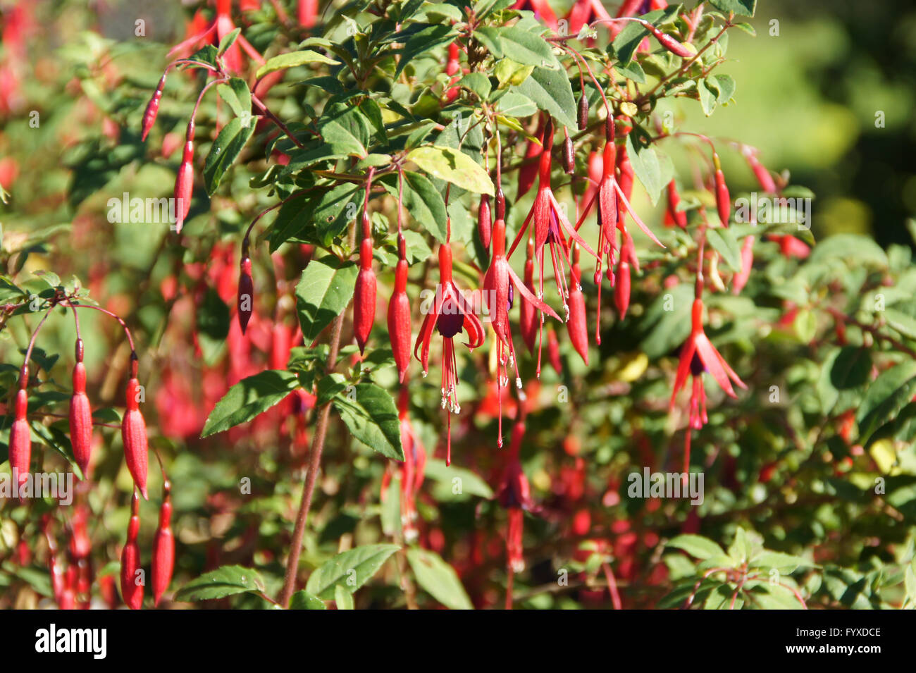 Fuchsia magellanica, Hardy fuchsia Foto Stock