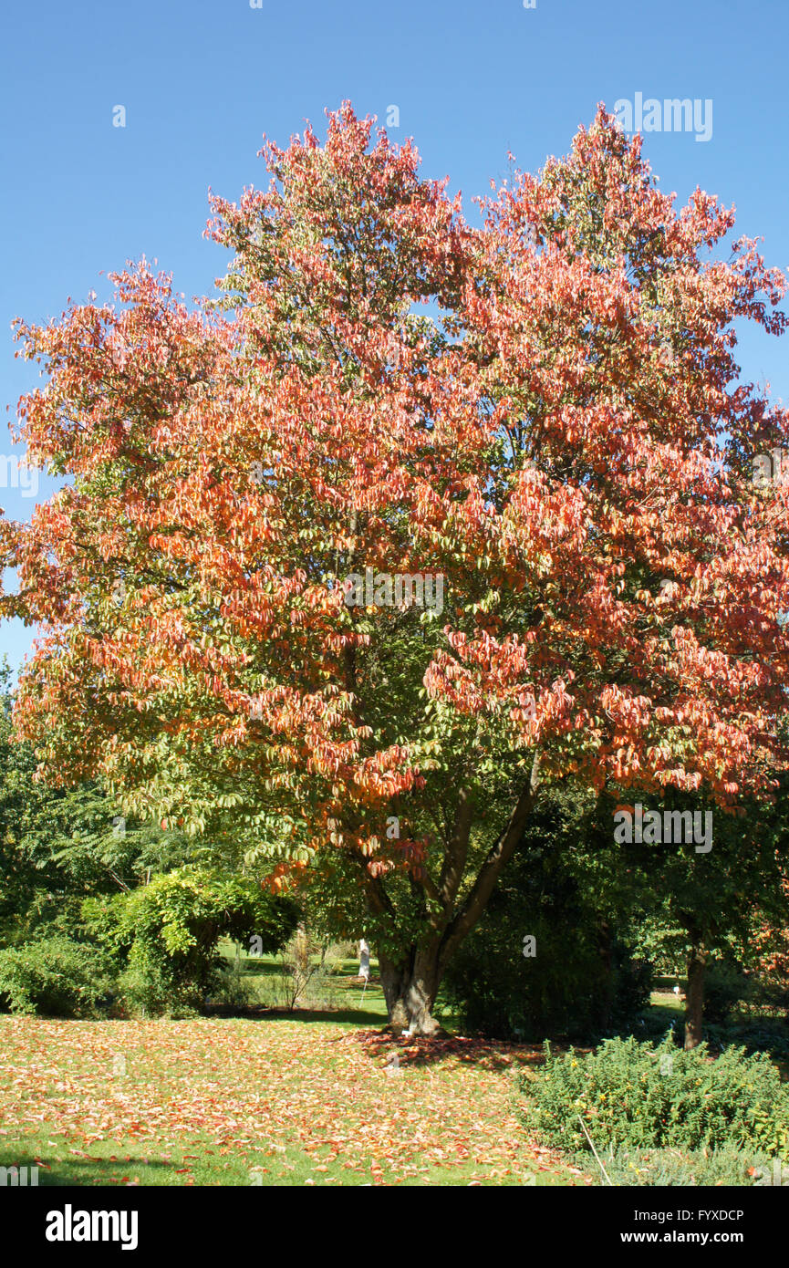 Prunus sargentii, Giapponese hill cherry Foto Stock