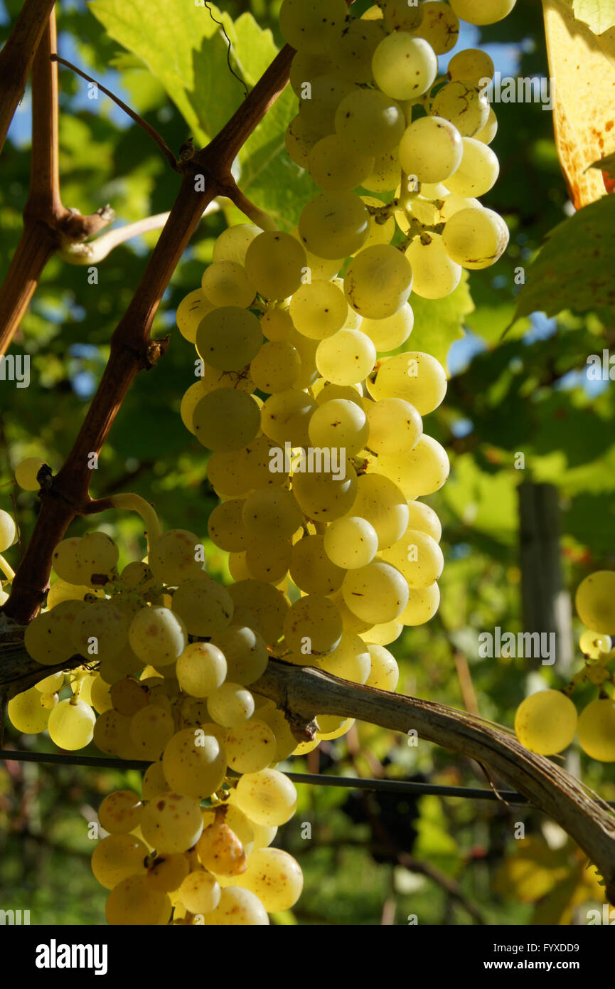 Vitis vinifera Müller Thurgau, Vitigno Foto Stock