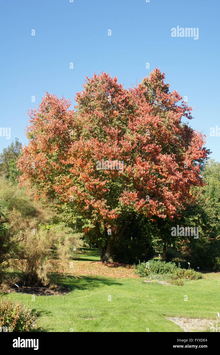 Prunus sargentii, Giapponese hill cherry Foto Stock