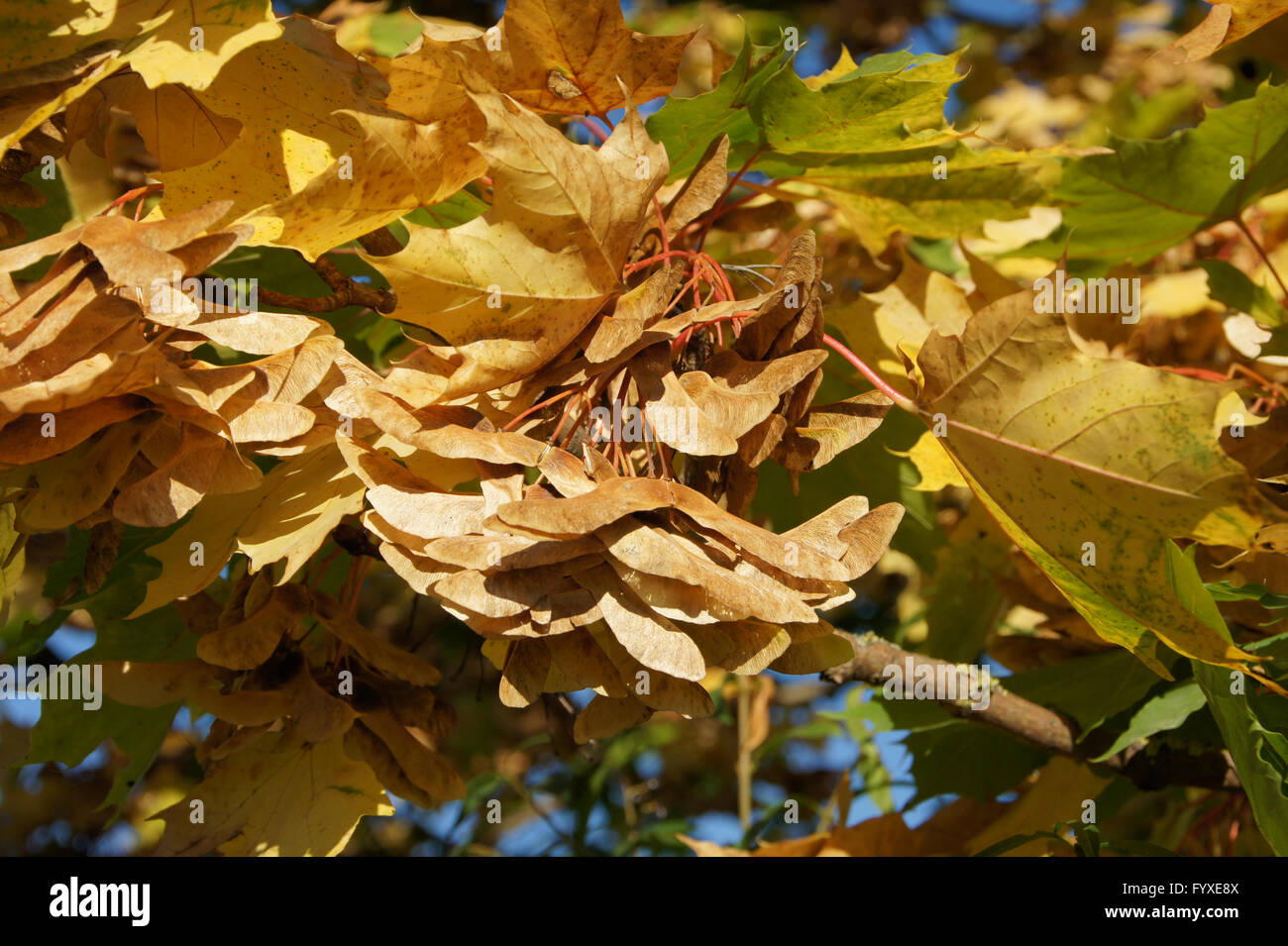 Acer platanoides, Norvegia maple Foto Stock