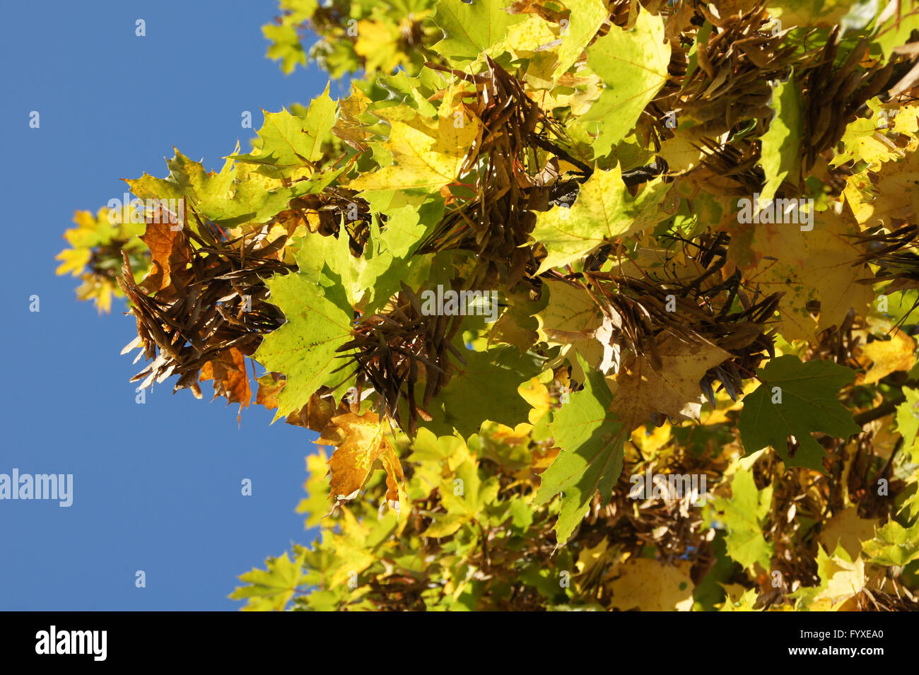 Acer platanoides, Norvegia maple Foto Stock