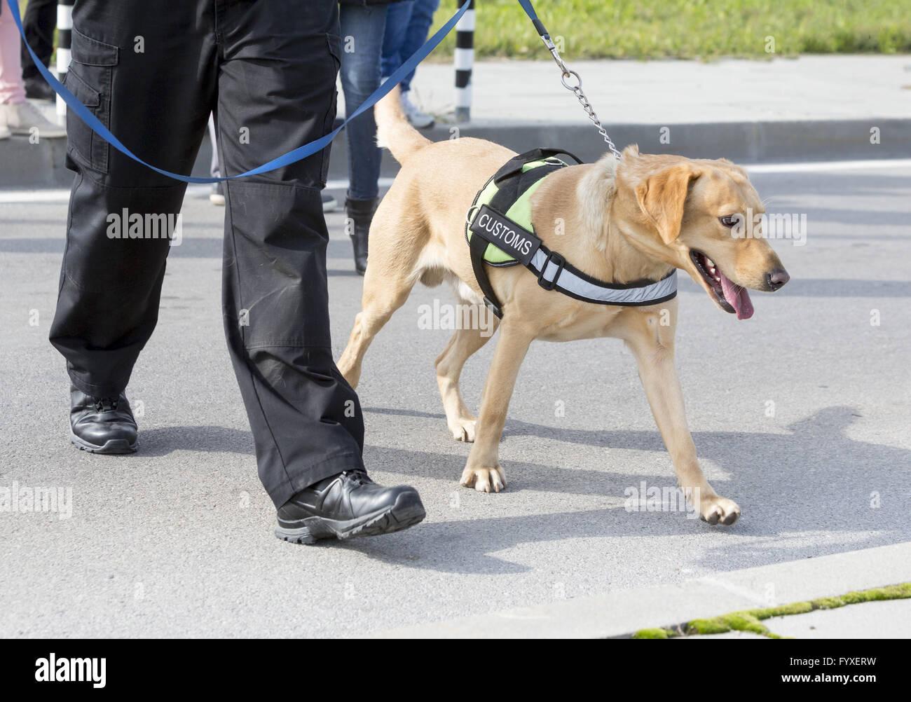 Dogane Droga cane di rilevamento Foto Stock