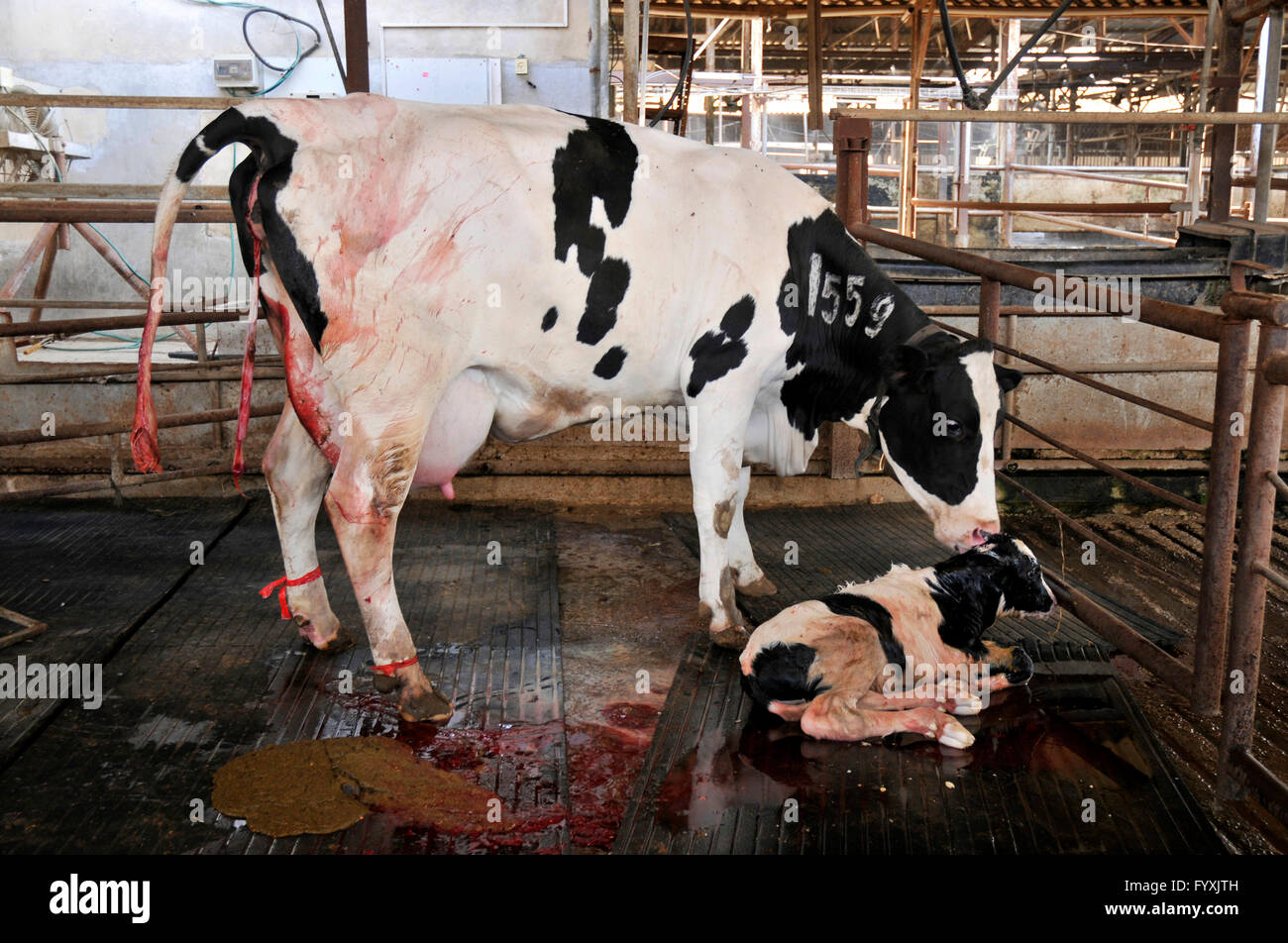 Bovini domestici, mucca con vitello neonato, Kibbutz Lohamei HaGeta'ot, Israele / vitelli, mucche Foto Stock