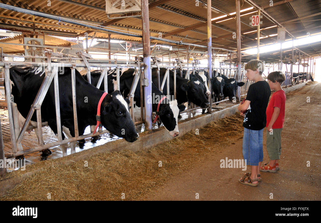 I bambini la visione di vacche da latte, stalla, Kibbutz Lohamei HaGeta'ot, Israele / bovini domestici, mucca Foto Stock