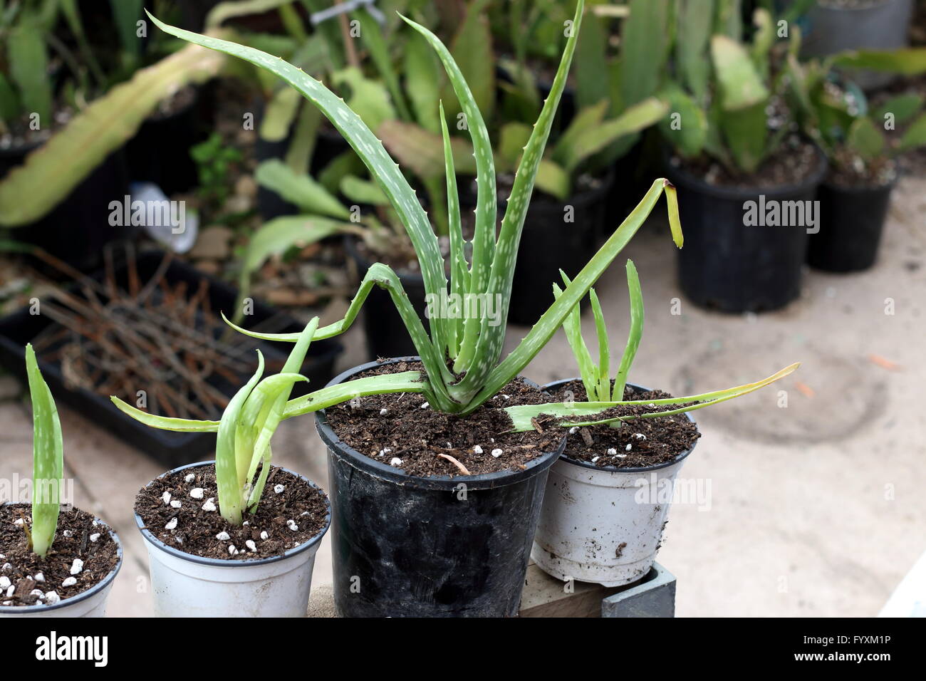 Close up o Aloe vera cuccioli piantate in vasi di piccole dimensioni Foto Stock