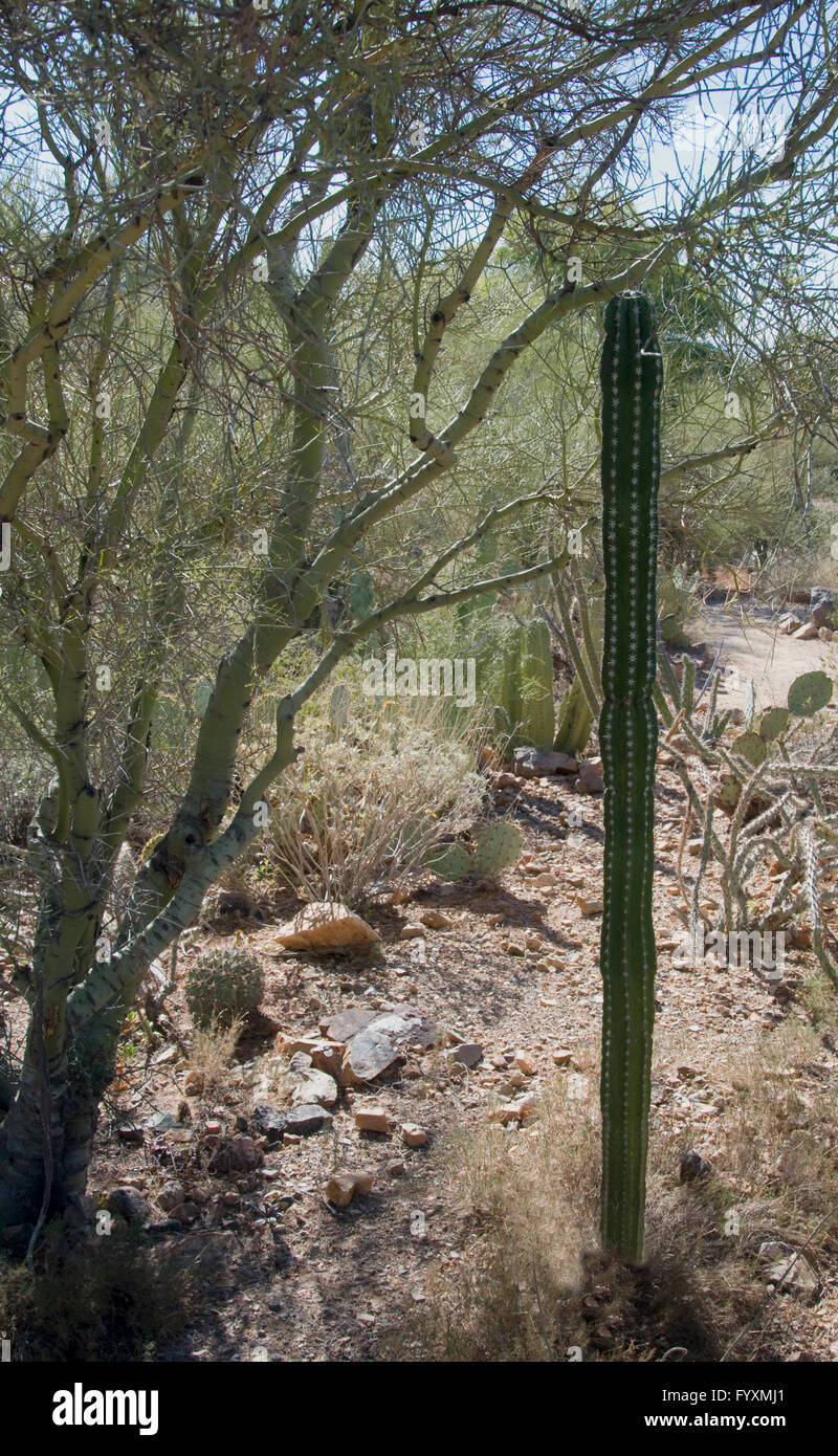 Pachycereus pecten abroiginum, Mesquite tree Foto Stock