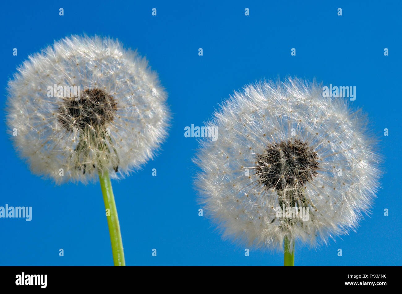 Seme di tarassaco con il blu del cielo. Foto Stock