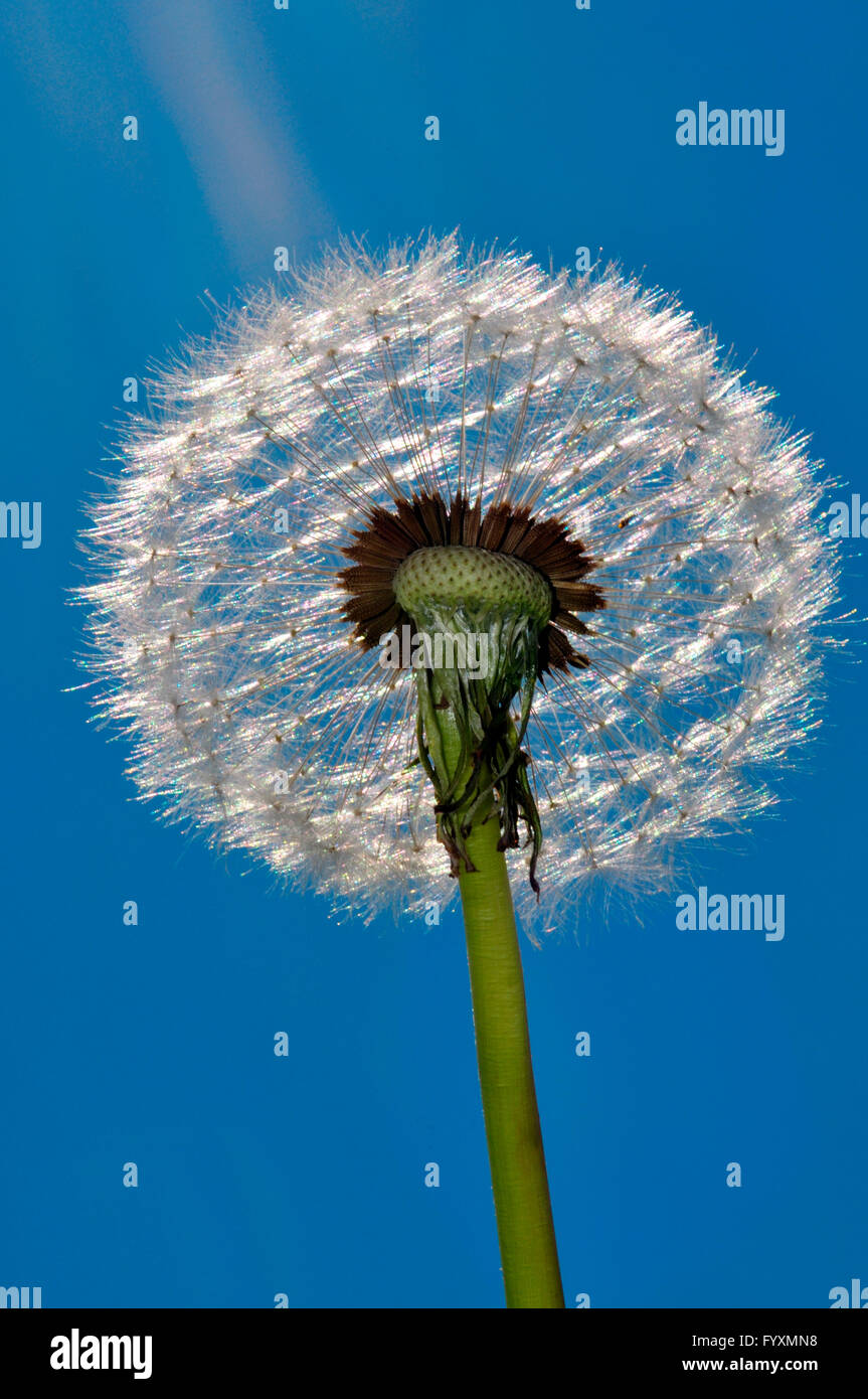 Vista dettagliata del seme di tarassaco con il blu del cielo. Foto Stock