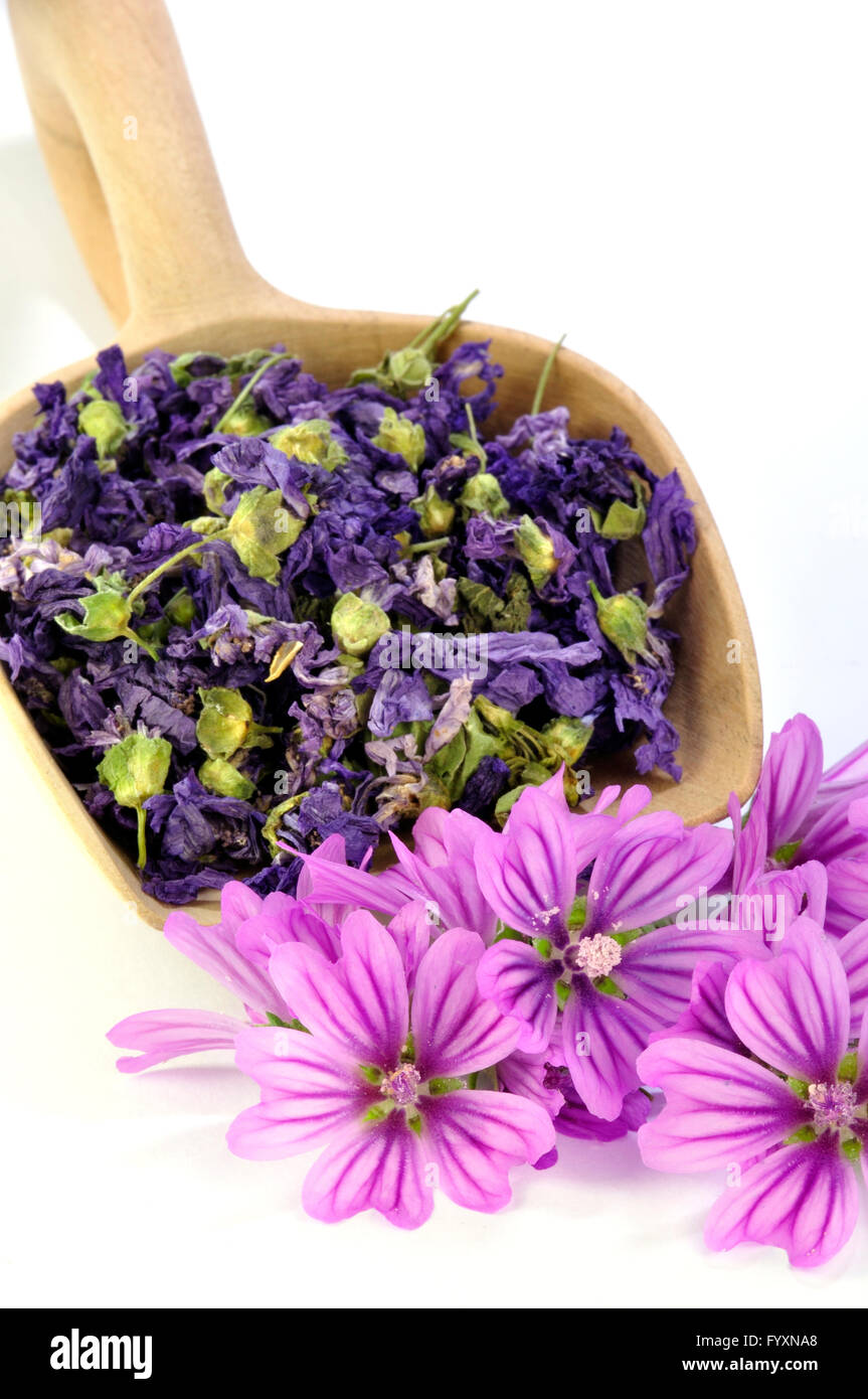 Secchi fiori malva Foto Stock
