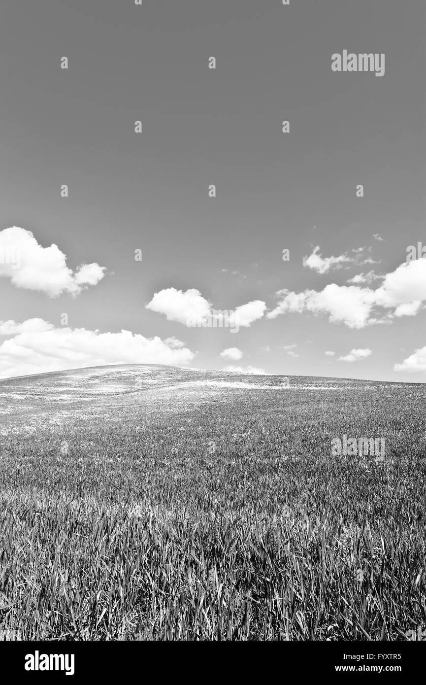 Prati verdi Foto Stock