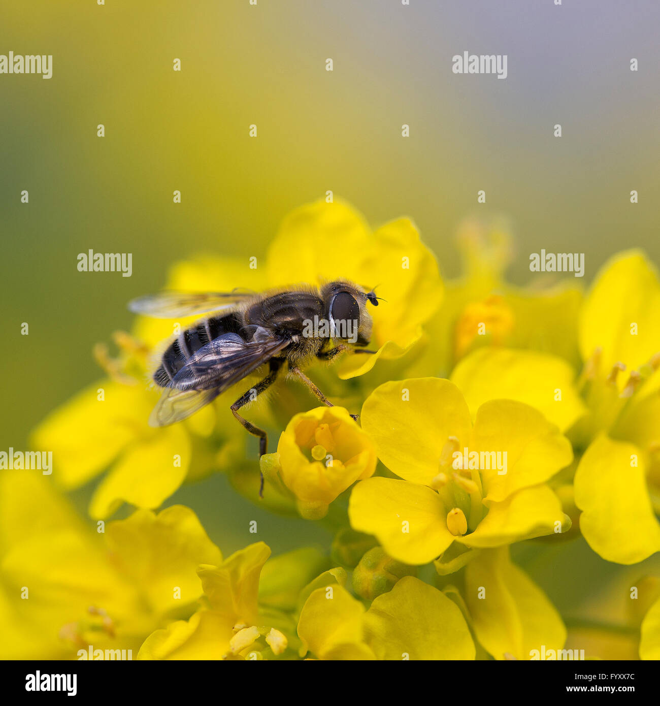 Mosca della frutta sul campo di fioritura di senape (Brassica rapa) Foto Stock