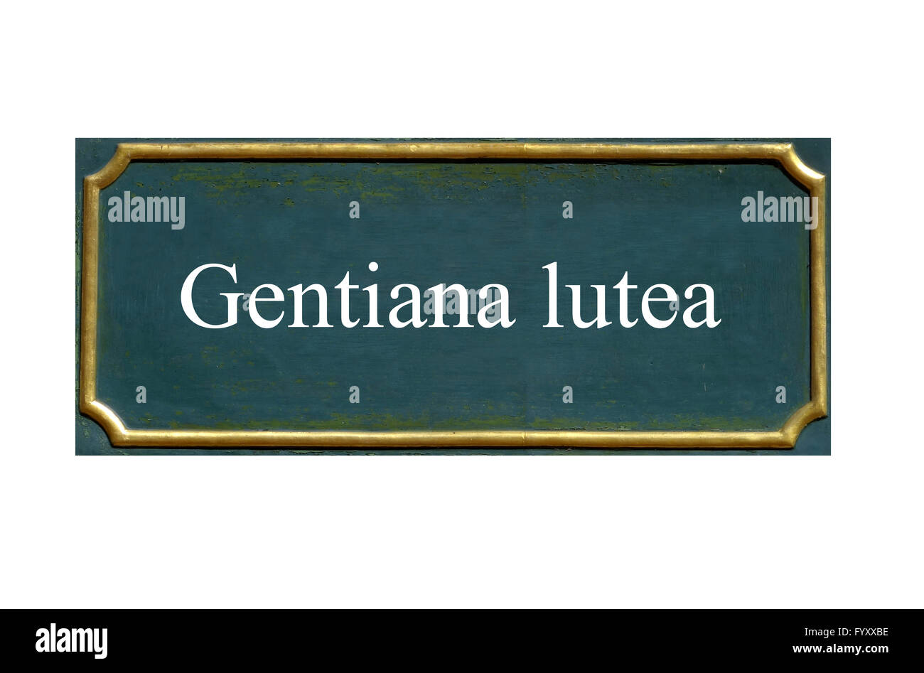 Scudo gentiana liuti Foto Stock