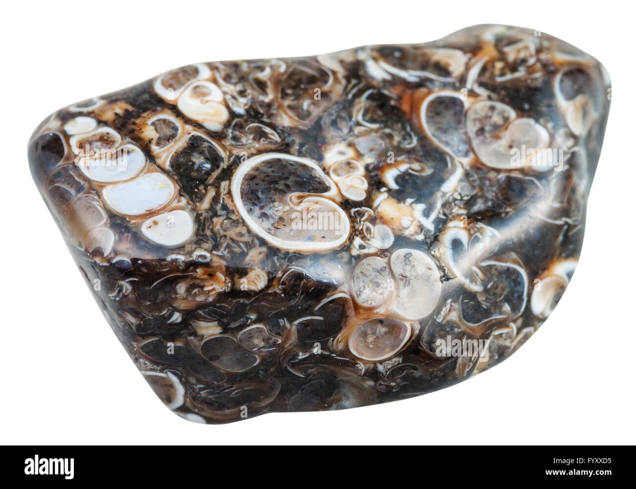 Le riprese in modalità macro di minerali naturali - pietra levigata agata turritella (Jasper) dal Madagascar gemma isolato su bianco backgrou Foto Stock