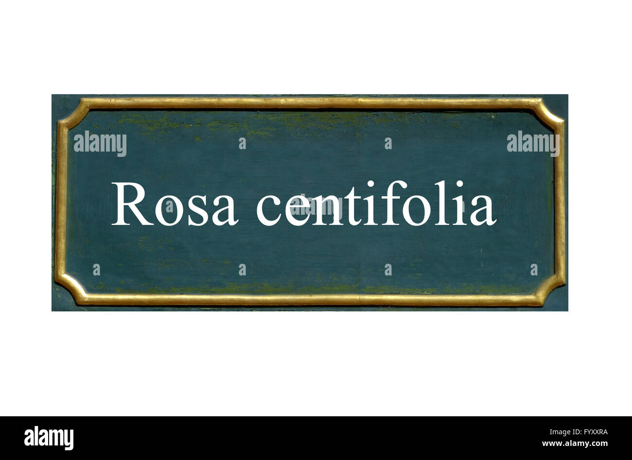 Scudo rosa centifolia Foto Stock