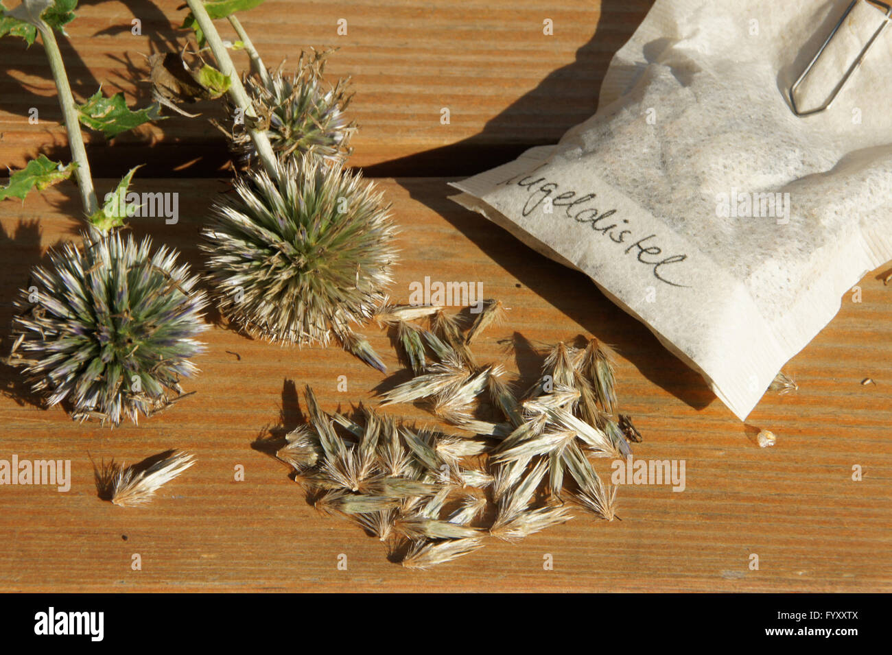 Echinops ritro, Globe thistle, semi Foto Stock