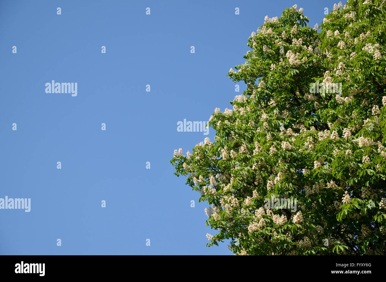 Lussureggiante albero fiorito top in contrasto con il cielo blu chiaro Foto Stock