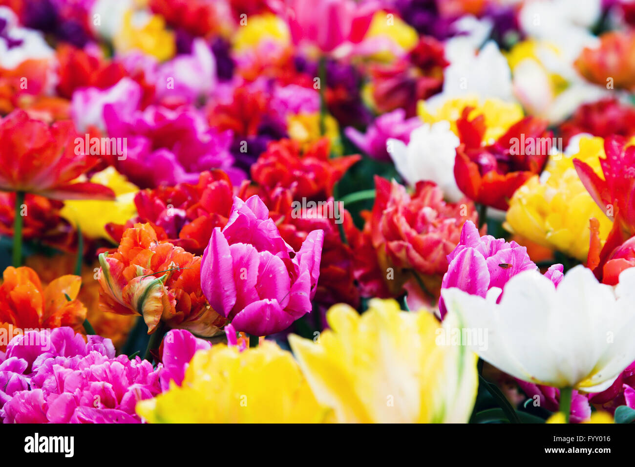 Fiori colorati in giornata soleggiata Foto Stock