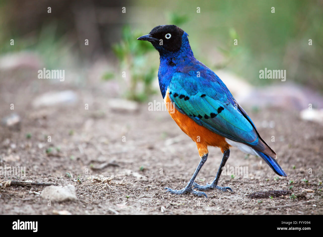 Superba Starling bird in Tanzania, Africa Foto Stock