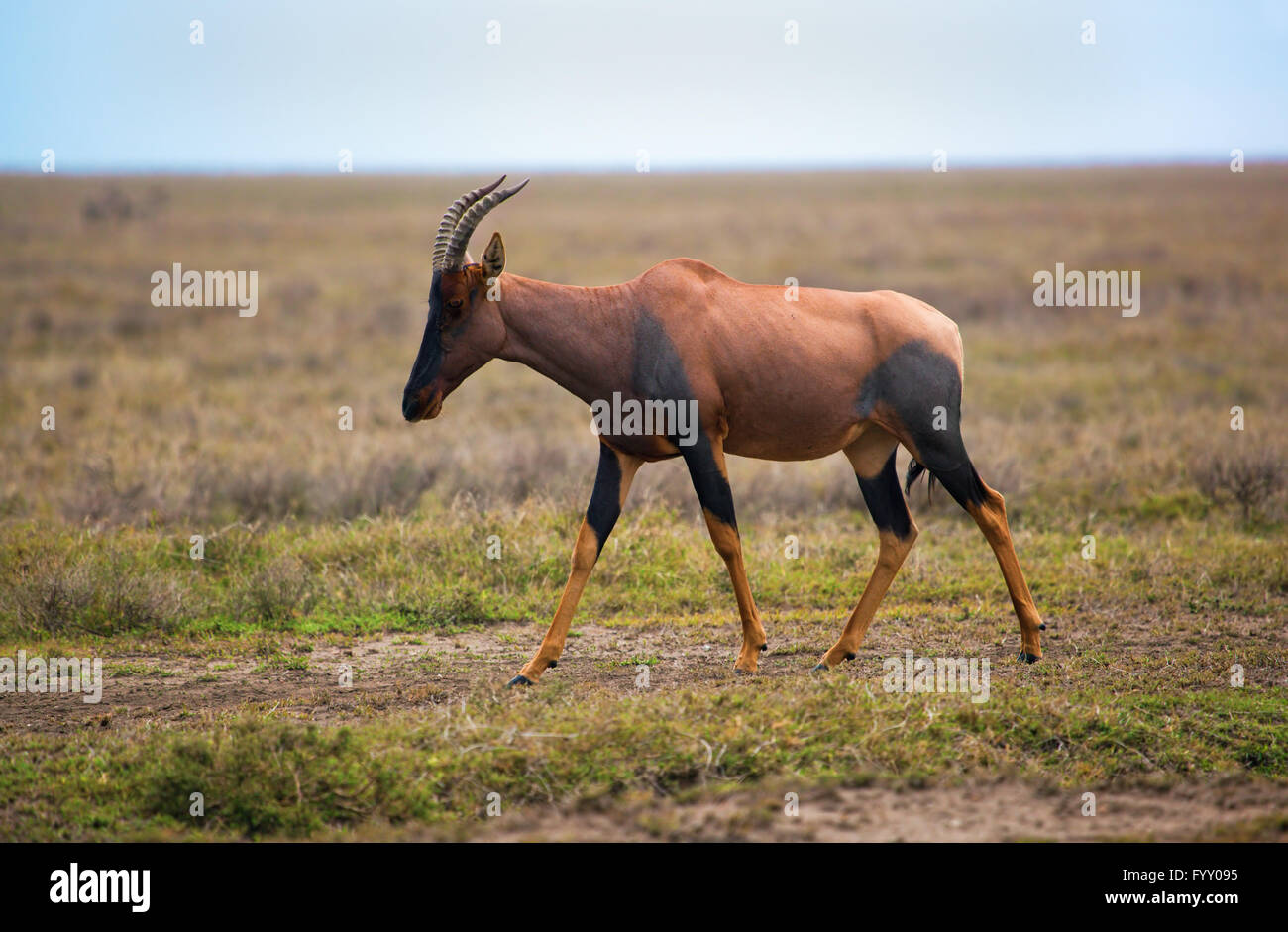 Topi sulla savana nel Serengeti, Africa Foto Stock