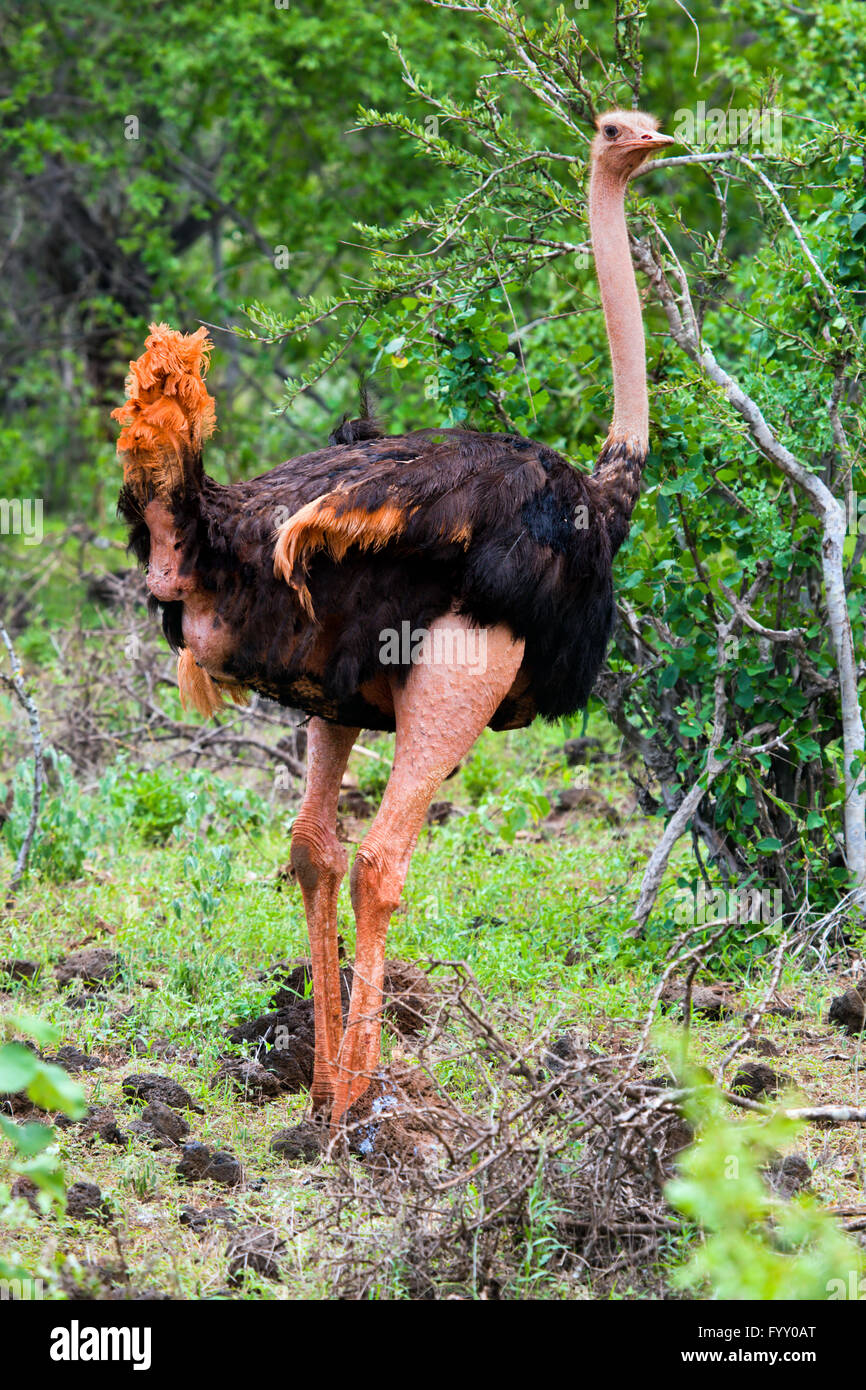 Ostrich nel bush, Tsavo West, Kenya Foto Stock
