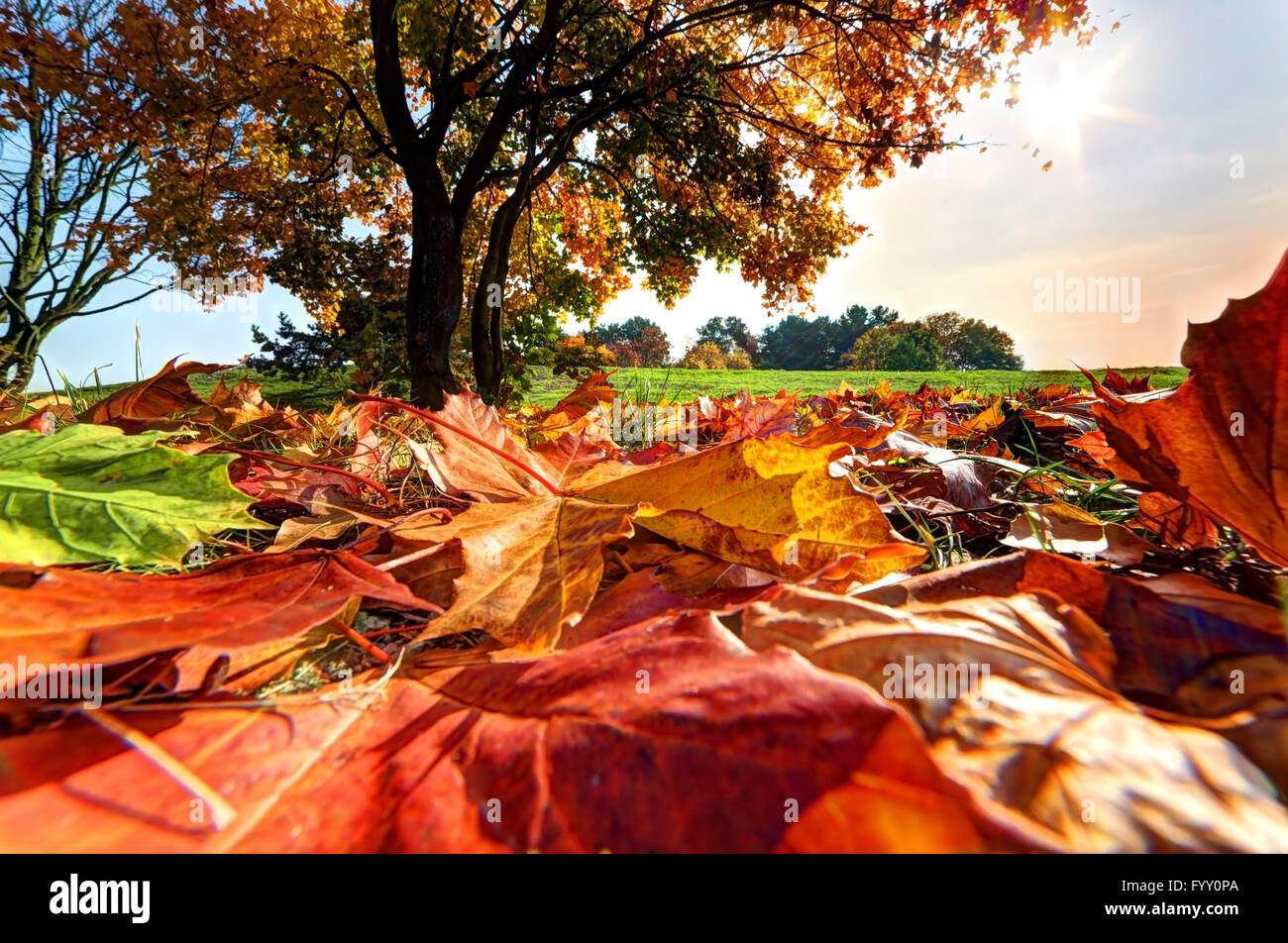 Autunno Foto Stock