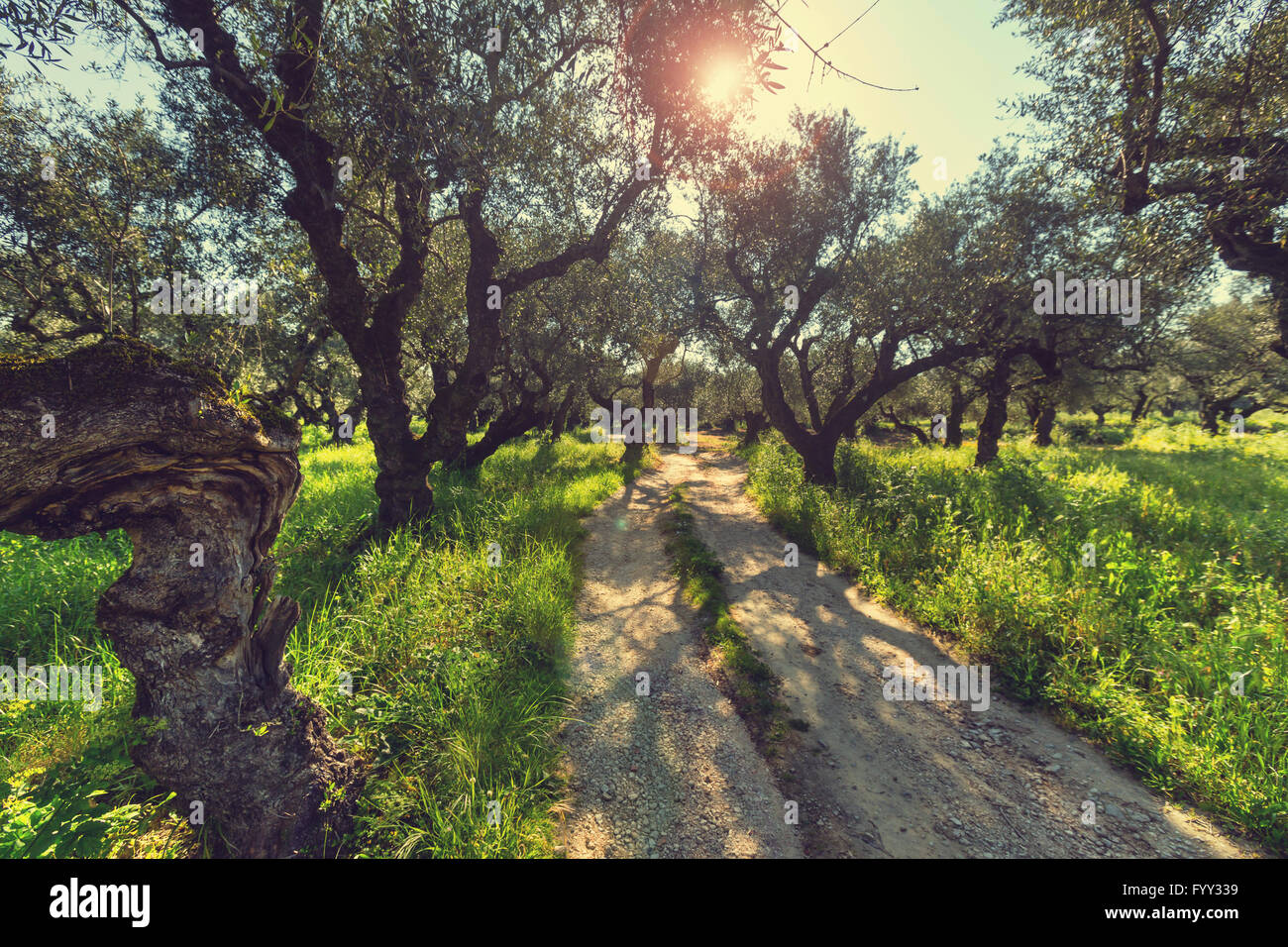 Giardino di olive Foto Stock