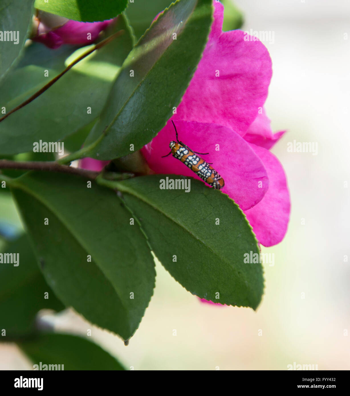 Ailanthus web-worm moth Atteva punctella, insetto su Camellia blossom Foto Stock