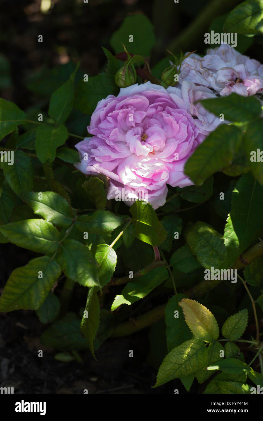Rose,Rosa CELSIANA , Damasco Foto Stock