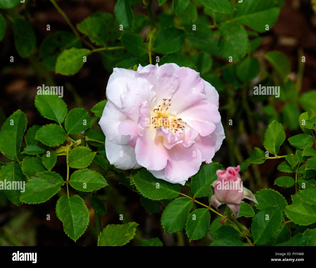 Rose,Rosa RHYTHYM RURALE, Griffith Buck rosa ad arbusto Foto Stock