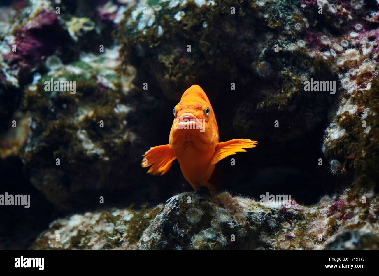 Un variopinto pesce Garibaldi Foto Stock