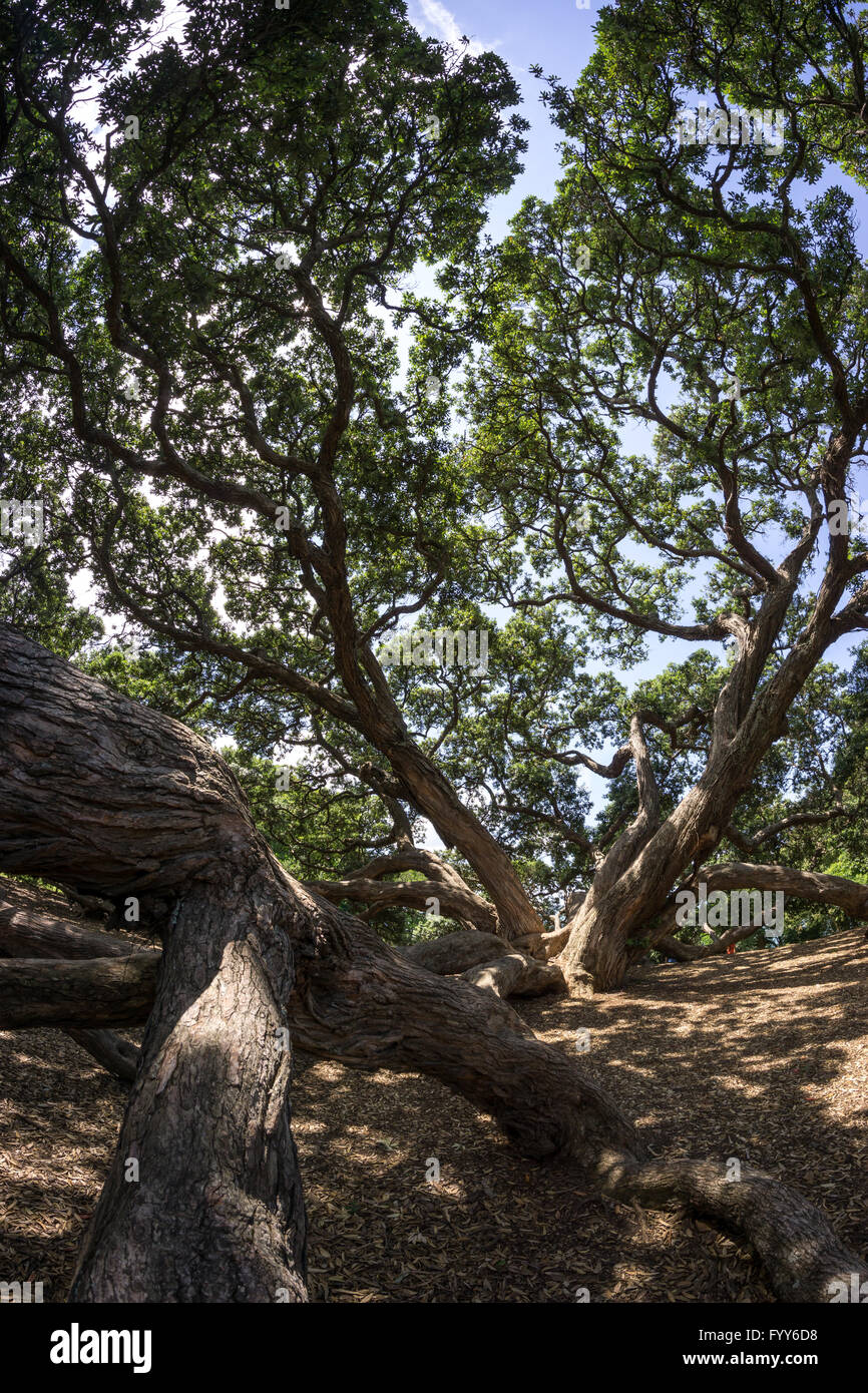 Nuova Zelanda pohutukawa Foto Stock