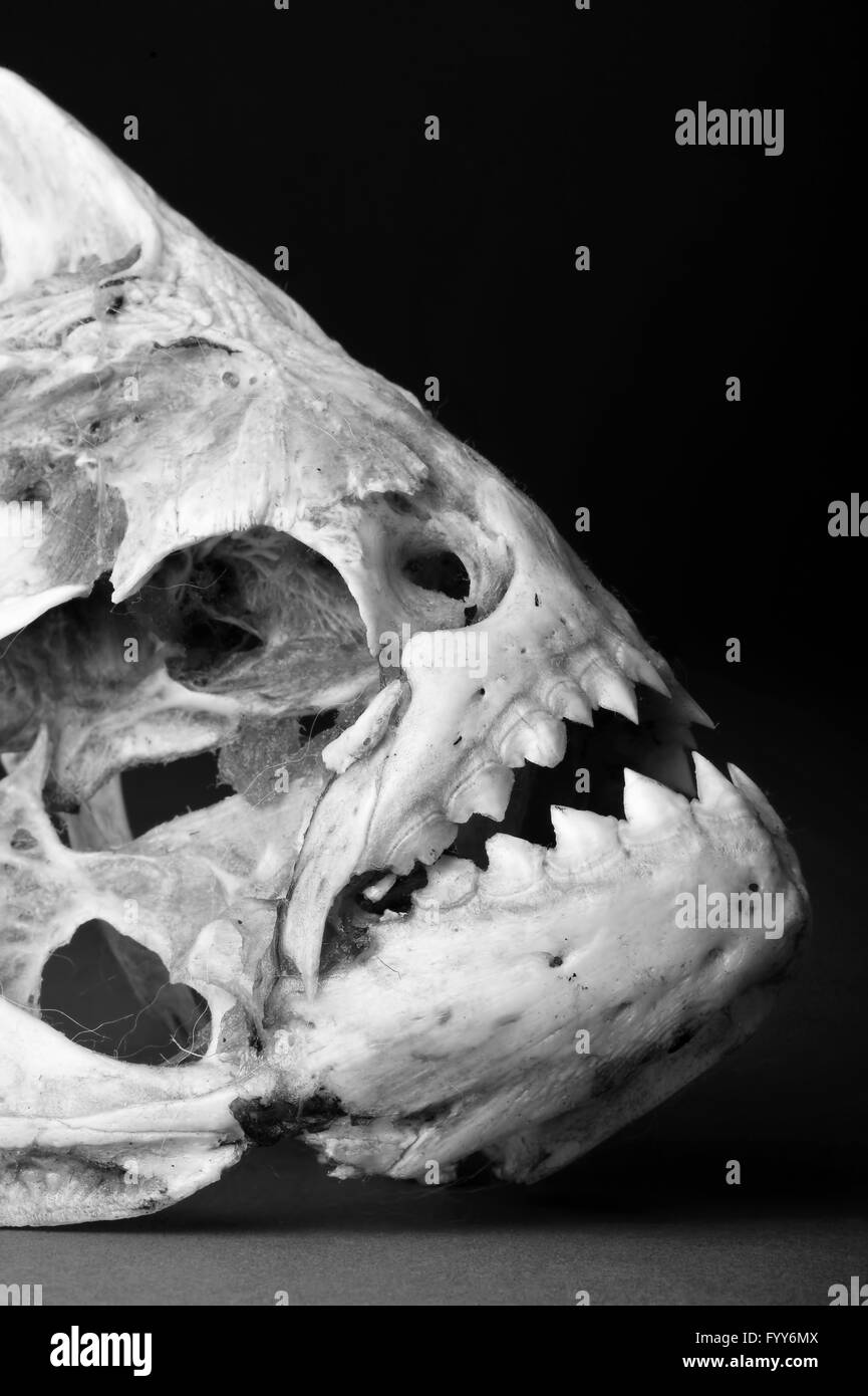 Vero e proprio scheletro piranha in bianco e nero. Foto Stock