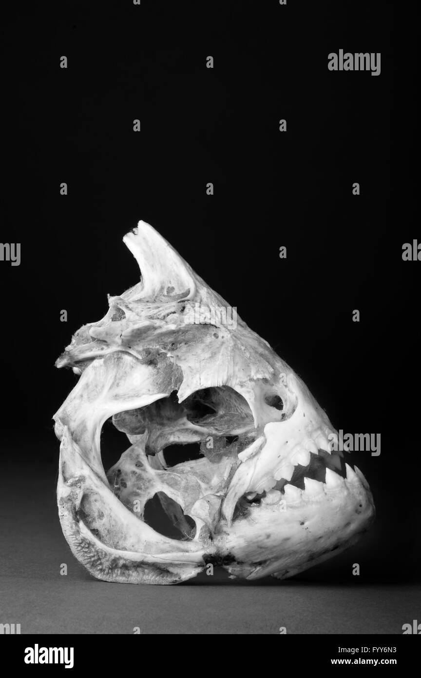 Vero e proprio scheletro piranha in bianco e nero con una stanza per il tipo. Foto Stock