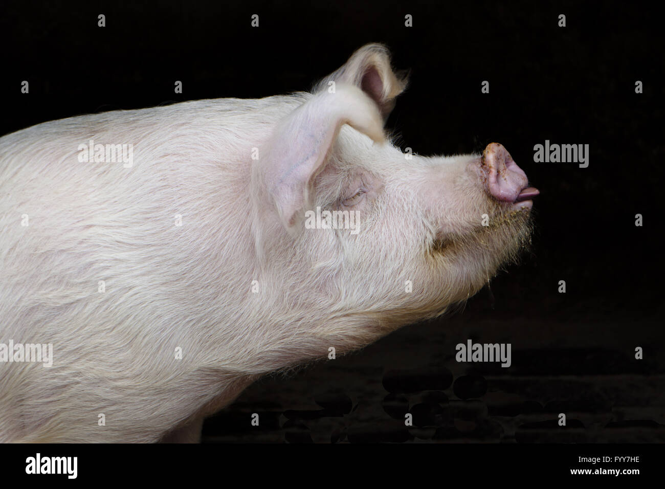 il maiale Foto Stock