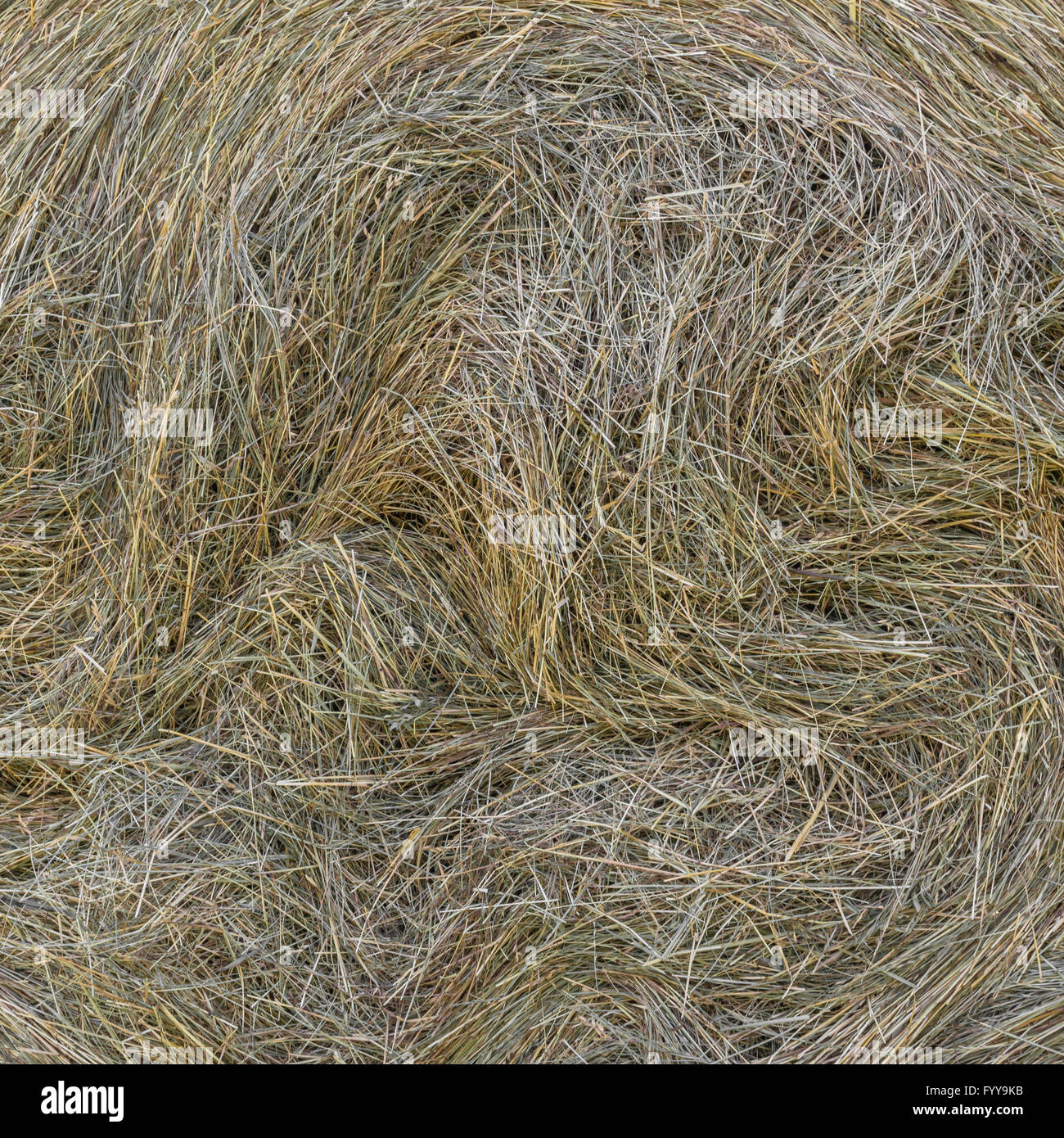 Backgrounf fieno Foto Stock