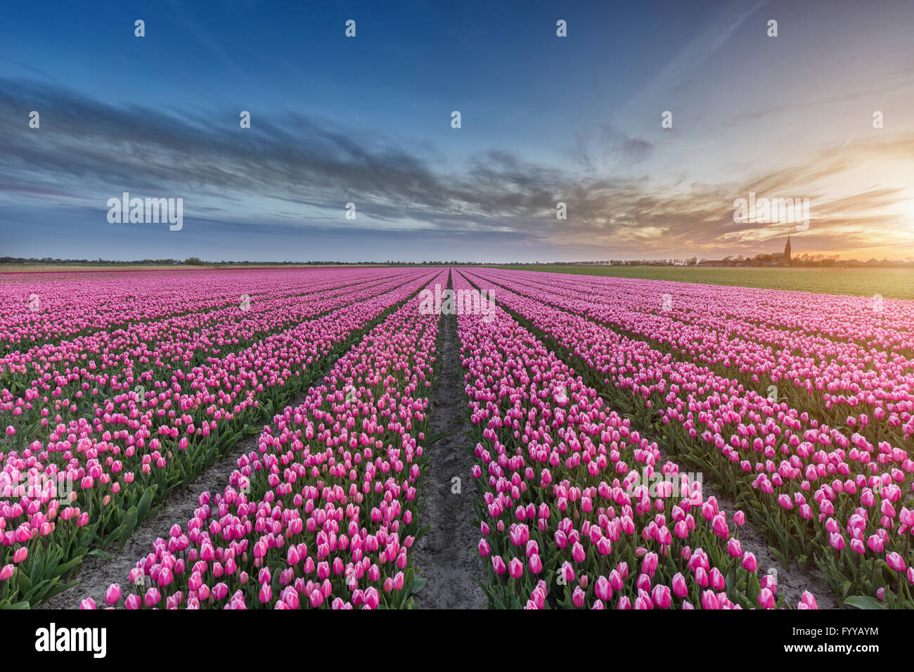Di un bel colore rosa campo di tulipani nei Paesi Bassi al tramonto Foto Stock
