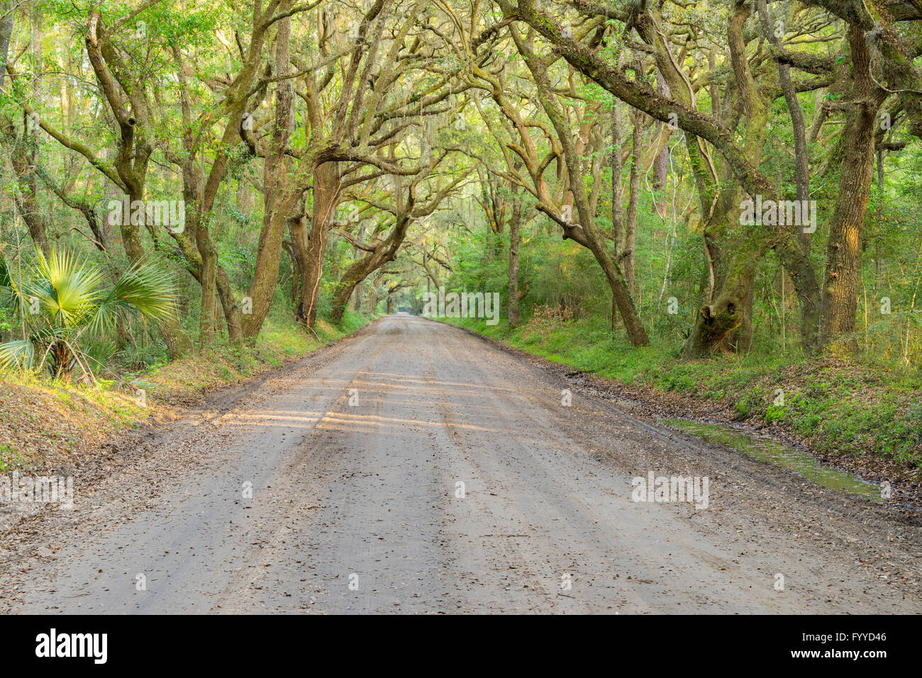 Strada sterrata che passa sotto la tettoia di lecci e lussureggiante vegetazione verde nel profondo sud degli Stati Uniti. Foto Stock