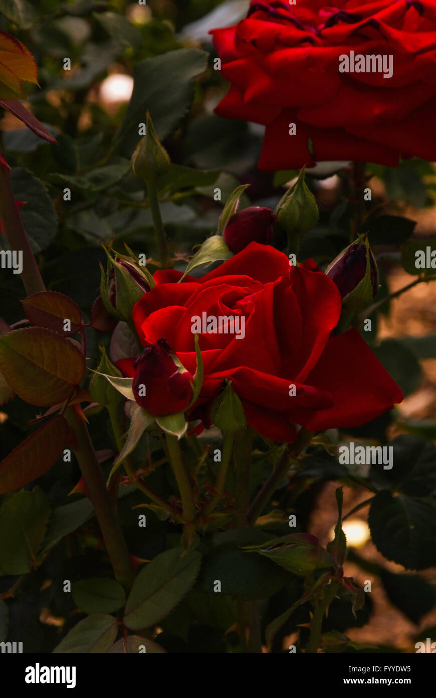 Rosa, Rosa LEIBESZAUBER, ibrido tè, Foto Stock